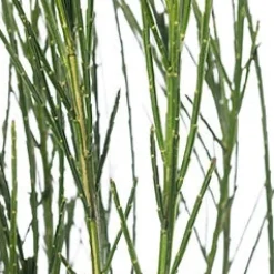 Intratuin Besenginster (Cytisus scoparius 'Andreanus Splendens') D 21 H 40 cm| Blühende Pflanzen