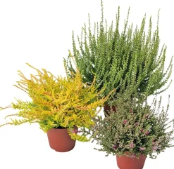 Intratuin Besenheide (Calluna vulgaris 'Garden Girls')| Blühende Pflanzen|Immergrüne Pflanzen