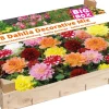 Intratuin Big Box Schmuckdahlien Mischung Blumenzwiebeln 8 St.| Sommer-Blüher|Blumenzwiebeln