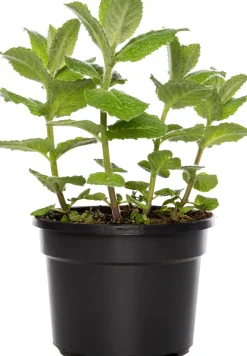 Intratuin Bio Ananas-Minze (Mentha suaveolens 'Ananas') D 13 H 20 cm| Obst, Gemüse & Kräuter|Kräuterpflanzen