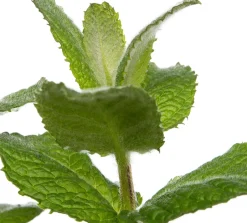 Intratuin Bio Ananas-Minze (Mentha suaveolens 'Ananas') D 13 H 20 cm| Obst, Gemüse & Kräuter|Kräuterpflanzen