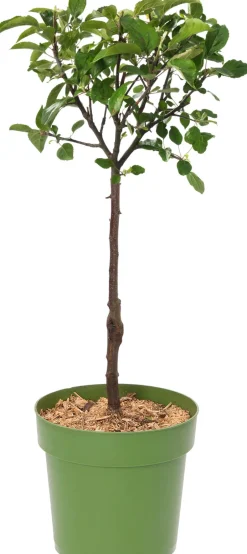 Intratuin Bio Apelbaum (Malus domestica 'Elstar') D 23 H 80 cm| Blühende Pflanzen|Obstbäume & -Sträucher