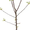 Intratuin Bio Apfelbaum (Malus domestica 'Ecolette') D 26 H 150 cm| Obstbäume & -Sträucher|Obstbäume & -Sträucher