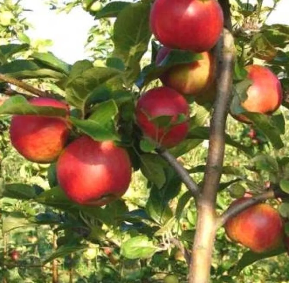 Intratuin Bio Apfelbaum (Malus domestica 'Santana') D 26 H 150 cm| Blühende Pflanzen|Obstbäume & -Sträucher