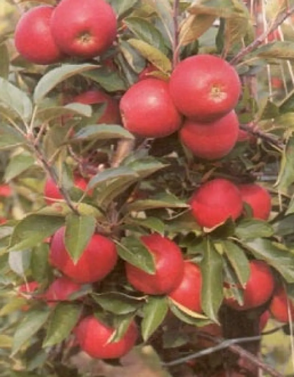 Intratuin Bio Apfelbaum (Malus domestica 'Elstar') D 26 H 150 cm| Blühende Pflanzen|Obstbäume & -Sträucher