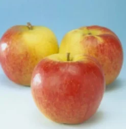 Intratuin Bio Apfelbaum (Malus domestica 'Jonagold') D 26 H 150 cm| Blühende Pflanzen|Obstbäume & -Sträucher