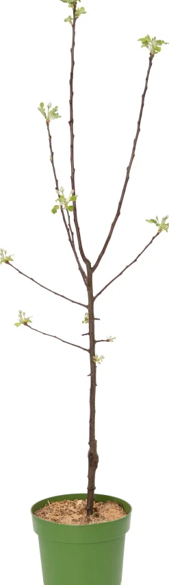 Intratuin Bio Apfelbaum (Malus domestica 'Roter Boskoop') D 26 H 150 cm| Blühende Pflanzen|Obstbäume & -Sträucher