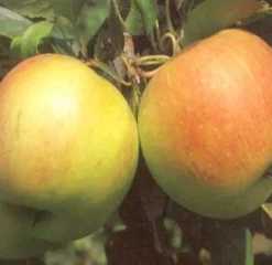 Intratuin Bio Apfelbaum (Malus x domestica 'James Grieve') D 26 H 150 cm| Obstbäume & -Sträucher|Obstbäume & -Sträucher