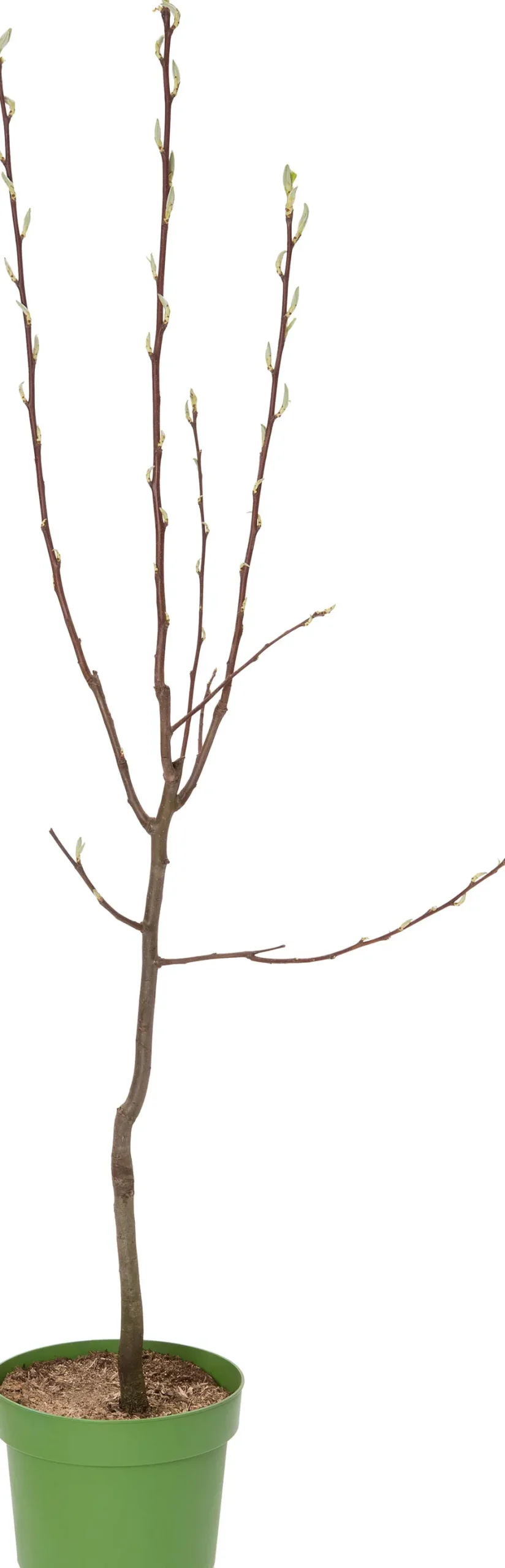 Intratuin Bio Birnbaum (Pyrus communis 'Charneux') D 26 H 150 cm| Obstbäume & -Sträucher|Obstbäume & -Sträucher