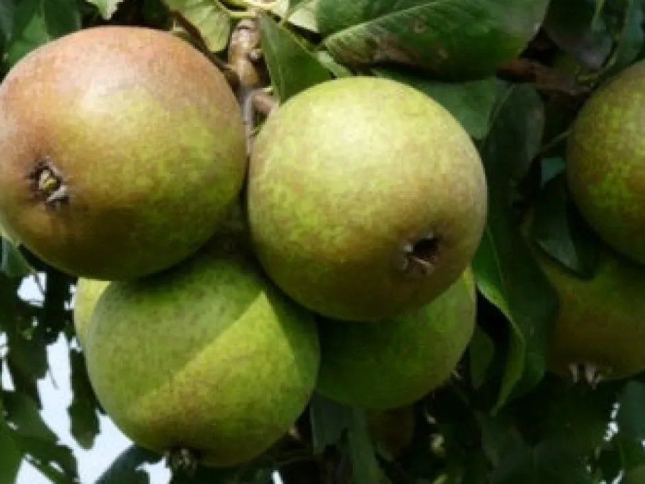 Intratuin Bio Birnbaum (Pyrus communis 'Charneux') D 26 H 150 cm| Obstbäume & -Sträucher|Obstbäume & -Sträucher