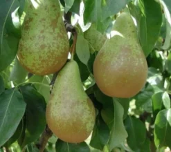 Intratuin Bio Birnbaum (Pyrus communis 'Conference') D 26 H 150 cm| Obstbäume & -Sträucher|Obstbäume & -Sträucher