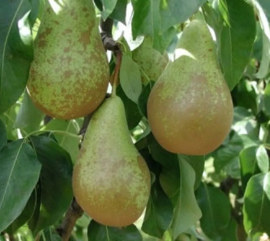 Intratuin Bio Birnbaum (Pyrus communis 'Conference') D 26 H 150 cm| Obstbäume & -Sträucher|Obstbäume & -Sträucher