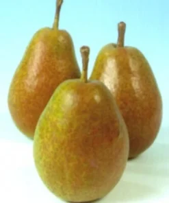 Intratuin Bio Birnbaum (Pyrus communis 'Bonne Louise d'Avranches') D 26 H 150 cm| Obstbäume & -Sträucher|Obstbäume & -Sträucher