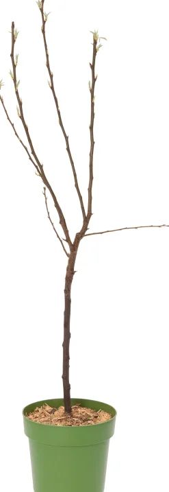 Intratuin Bio Birnbaum (Pyrus communis 'Bonne Louise d'Avranches') D 23 H 80 cm| Obstbäume & -Sträucher|Obstbäume & -Sträucher