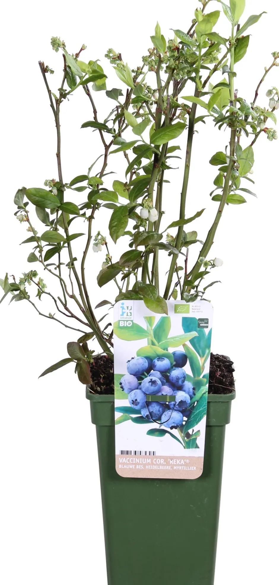 Intratuin Bio Blaubeere (Vaccinium corymbosum 'Reka') D 23 H 100 cm| Blühende Pflanzen|Obstbäume & -Sträucher