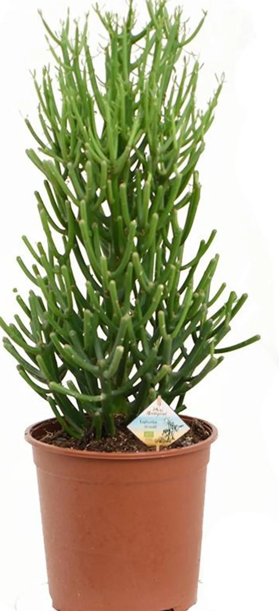 Intratuin Bio Bleistiftstrauch (Euphorbia tirucalli) D 17 H 45 cm| Für Sonne|Kakteen & Sukkulenten