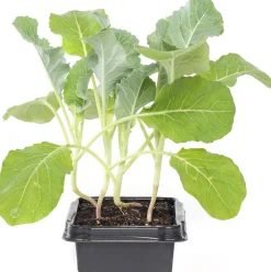 Intratuin Bio Blumenkohl (Brassica oleracea Botrytis) D 9 H 5 cm| Obst, Gemüse & Kräuter|Gemüsepflanzen