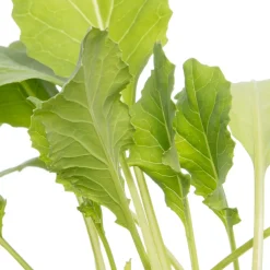 Intratuin Bio Blumenkohl (Brassica oleracea Botrytis) D 9 H 5 cm| Obst, Gemüse & Kräuter|Gemüsepflanzen