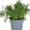 Intratuin Bio Dill (Anethum graveolens) D 12 H 15 cm| Obst, Gemüse & Kräuter|Kräuterpflanzen
