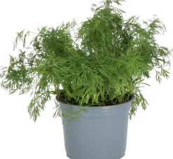 Intratuin Bio Dill (Anethum graveolens) D 12 H 15 cm| Obst, Gemüse & Kräuter|Kräuterpflanzen