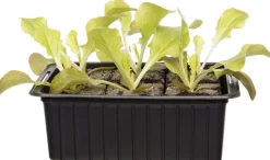 Intratuin Bio Eichblattsalat (Lactuca sativa var. Foliosa) D 9 H 5 cm| Obst, Gemüse & Kräuter|Gemüsepflanzen