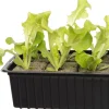 Intratuin Bio Eichblattsalat (Lactuca sativa var. Acephala) D 9 H 5 cm| Obst, Gemüse & Kräuter|Gemüsepflanzen