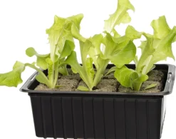 Intratuin Bio Eichblattsalat (Lactuca sativa var. Acephala) D 9 H 5 cm| Obst, Gemüse & Kräuter|Gemüsepflanzen