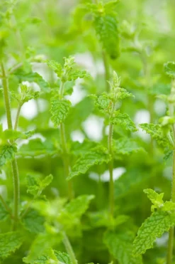 Intratuin Bio Erdbeer-Minze (Mentha arvensis 'Strawberry') D 13 H 10 cm| Obst, Gemüse & Kräuter|Kräuterpflanzen