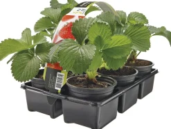 Intratuin Bio Erdbeerpflanzen (Fragaria) D 9 H 10 cm 6 St.| Obst, Gemüse & Kräuter|Obstpflanzen
