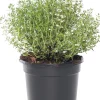 Intratuin Bio Küchen-Thymian (Thymus Vulgaris 'Compactus')| Obst, Gemüse & Kräuter|Kräuterpflanzen