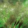 Intratuin Bio Knollenfenchel (Foeniculum Vulgare 'Purpureum')| Obst, Gemüse & Kräuter|Gemüsepflanzen