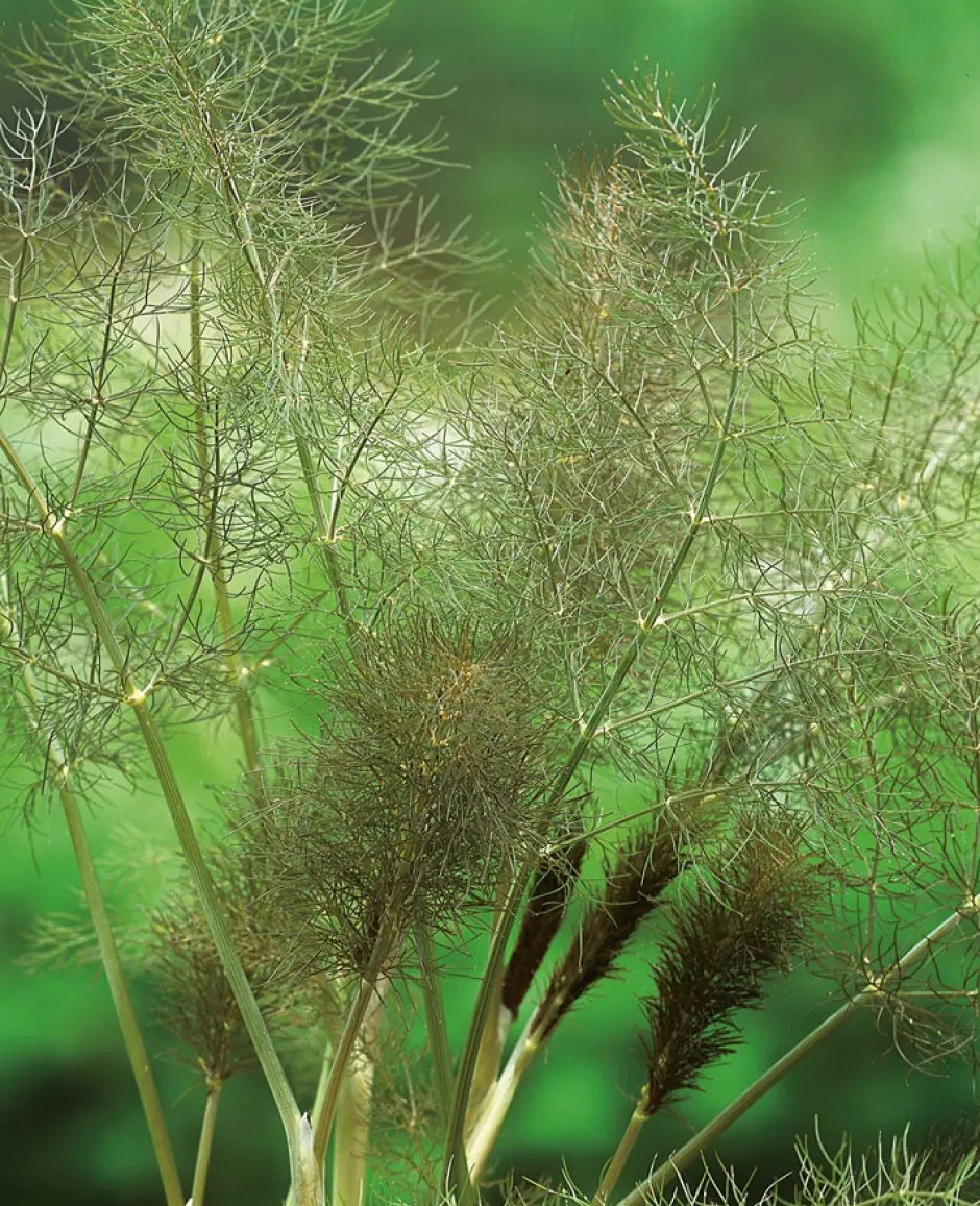 Intratuin Bio Knollenfenchel (Foeniculum Vulgare 'Purpureum')| Obst, Gemüse & Kräuter|Gemüsepflanzen