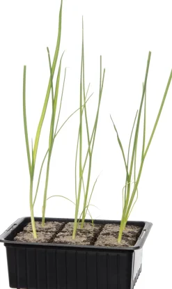 Intratuin Bio Lauch (Allium porrum) D 9 H 5 cm| Obst, Gemüse & Kräuter|Gemüsepflanzen