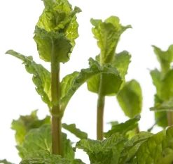 Intratuin Bio Minze (Mentha spicata 'Maroccan') D 13 H 15 cm| Obst, Gemüse & Kräuter|Kräuterpflanzen