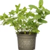 Intratuin Bio Minze (Mentha spicata 'Maroccan') D 12 H 15 cm| Obst, Gemüse & Kräuter|Kräuterpflanzen