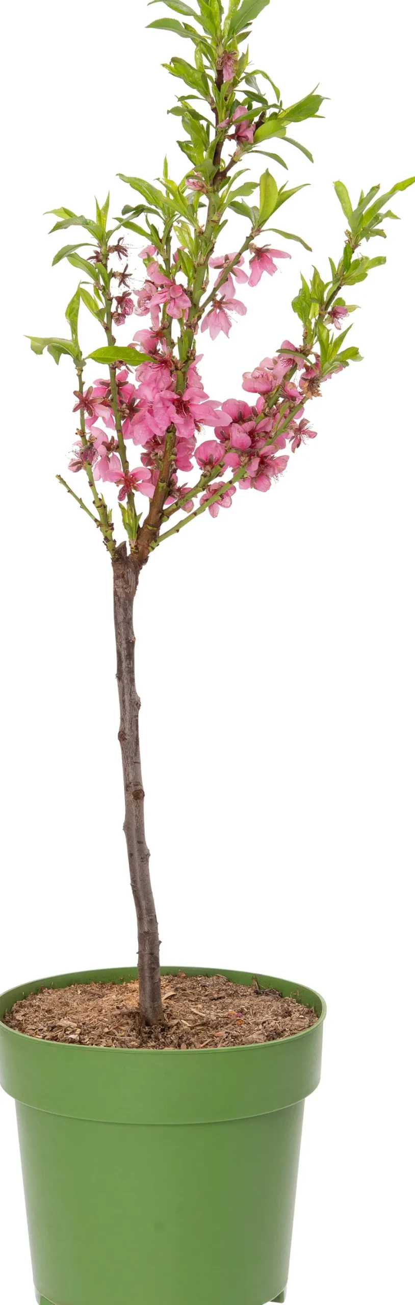 Intratuin Bio Nektarine (Prunus persica var. nucipersica) D 23 H 80 cm| Obstbäume & -Sträucher|Obstbäume & -Sträucher