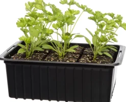 Intratuin Bio Petersilie (Petroselinum crispum) D 9 H 5 cm| Obst, Gemüse & Kräuter|Kräuterpflanzen