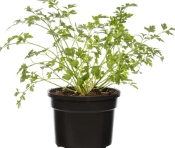 Intratuin Bio Petersilie (Petroselinum crispum 'Gigante d'Italia') D 13 H 10 cm| Obst, Gemüse & Kräuter|Kräuterpflanzen