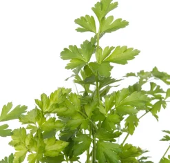 Intratuin Bio Petersilie (Petroselinum crispum 'Gigante d'Italia') D 13 H 10 cm| Obst, Gemüse & Kräuter|Kräuterpflanzen