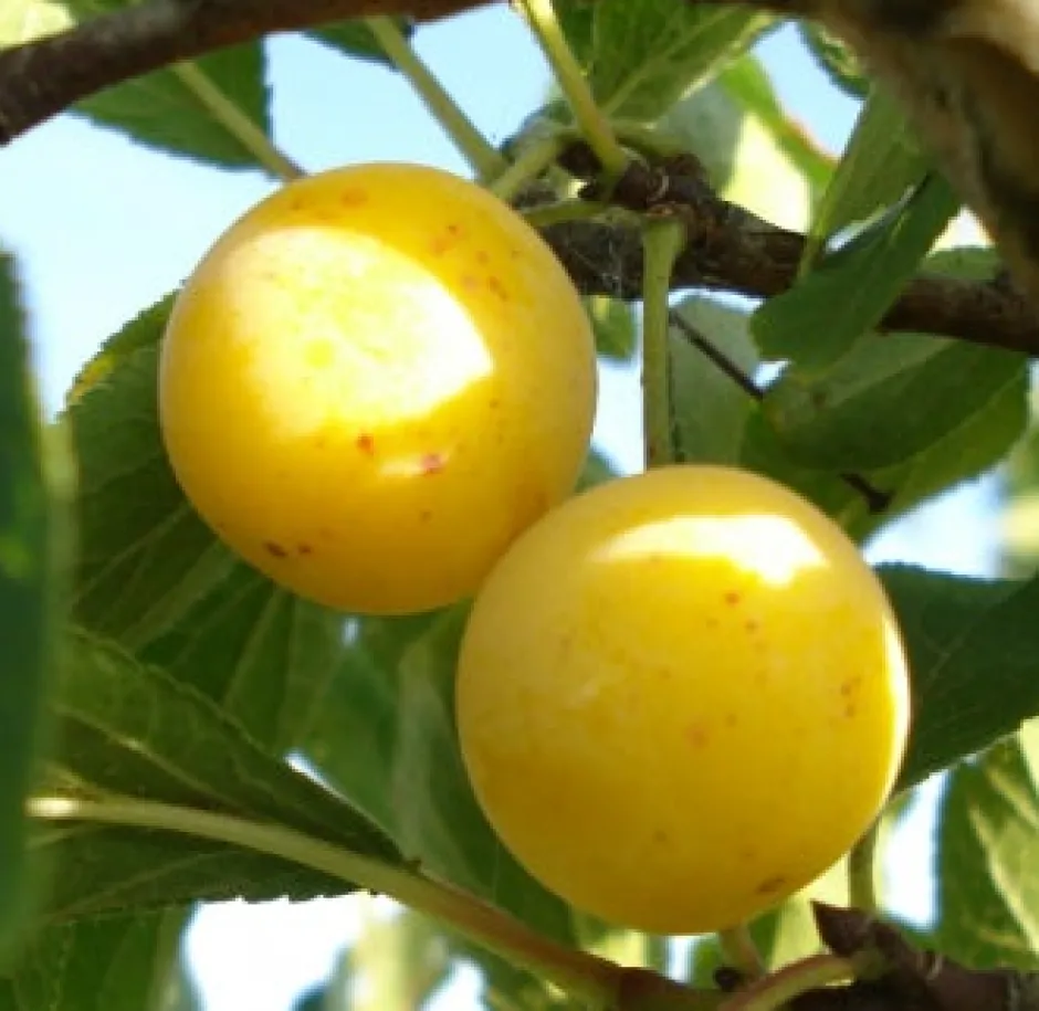 Intratuin Bio Pflaume (Prunus domestica 'Mirabelle de Nancy') D 26 H 150 cm| Obstbäume & -Sträucher|Obstbäume & -Sträucher