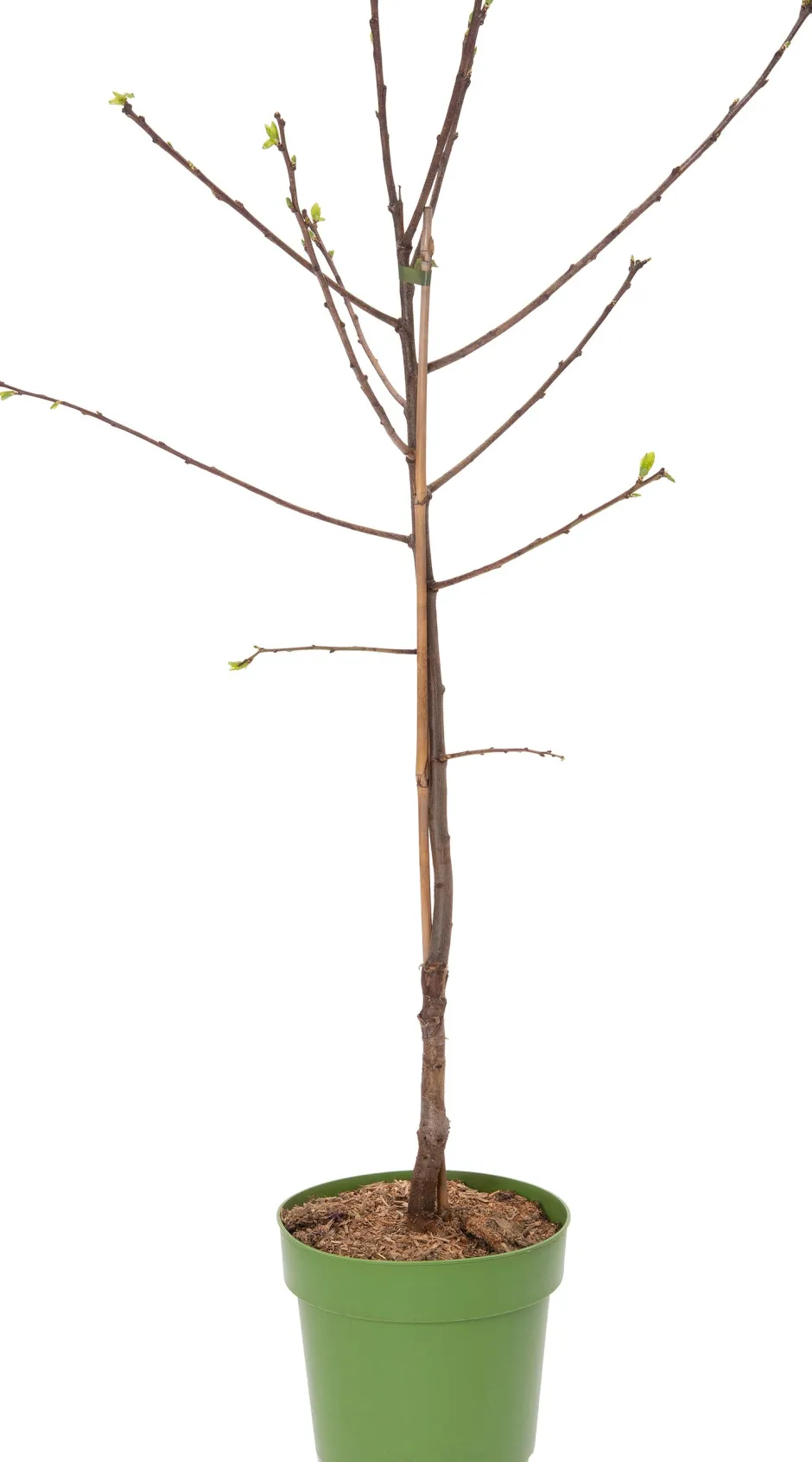 Intratuin Bio Pflaume (Prunus domestica 'Hauszwetsche') D 23 H 80 cm| Obstbäume & -Sträucher|Obstbäume & -Sträucher