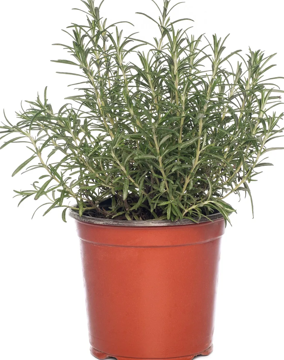 Intratuin Bio Rosmarin (Rosmarinus officinalis) D 14 H 20 cm| Obst, Gemüse & Kräuter|Kräuterpflanzen