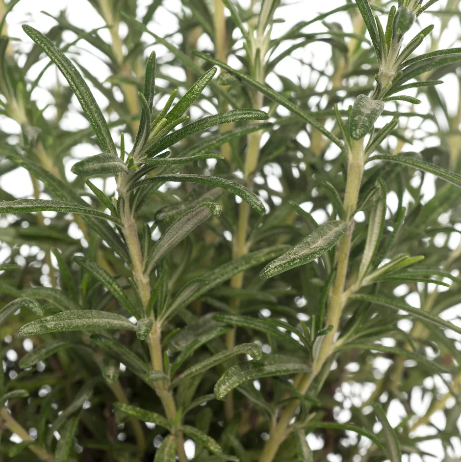 Intratuin Bio Rosmarin (Rosmarinus officinalis) D 14 H 20 cm| Obst, Gemüse & Kräuter|Kräuterpflanzen