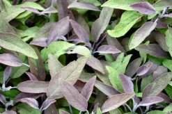 Intratuin Bio Rotblättriger Salbei (Salvia Officinalis 'Purpurascens')| Obst, Gemüse & Kräuter|Kräuterpflanzen