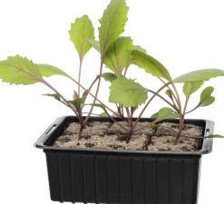 Intratuin Bio Rotkohl (Brassica oleracea Capitata) D 9 H 5 cm| Obst, Gemüse & Kräuter|Gemüsepflanzen