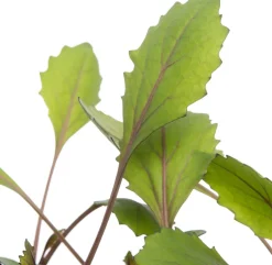 Intratuin Bio Rotkohl (Brassica oleracea Capitata) D 9 H 5 cm| Obst, Gemüse & Kräuter|Gemüsepflanzen