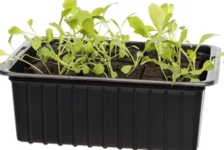 Intratuin Bio Rucola (Eruca sativa) D 9 H 5 cm| Obst, Gemüse & Kräuter|Gemüsepflanzen