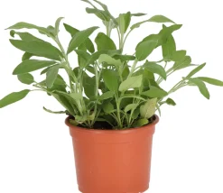 Intratuin Bio Salbei (Salvia officinalis) D 12 H 15 cm| Obst, Gemüse & Kräuter|Kräuterpflanzen