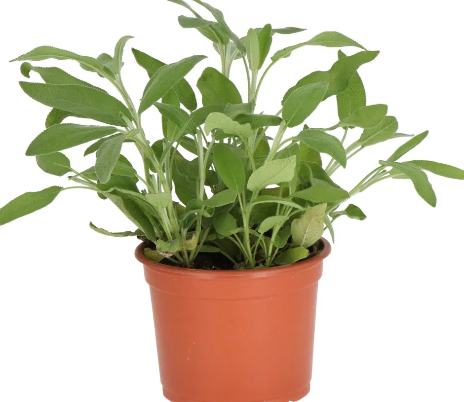 Intratuin Bio Salbei (Salvia officinalis) D 12 H 15 cm| Obst, Gemüse & Kräuter|Kräuterpflanzen