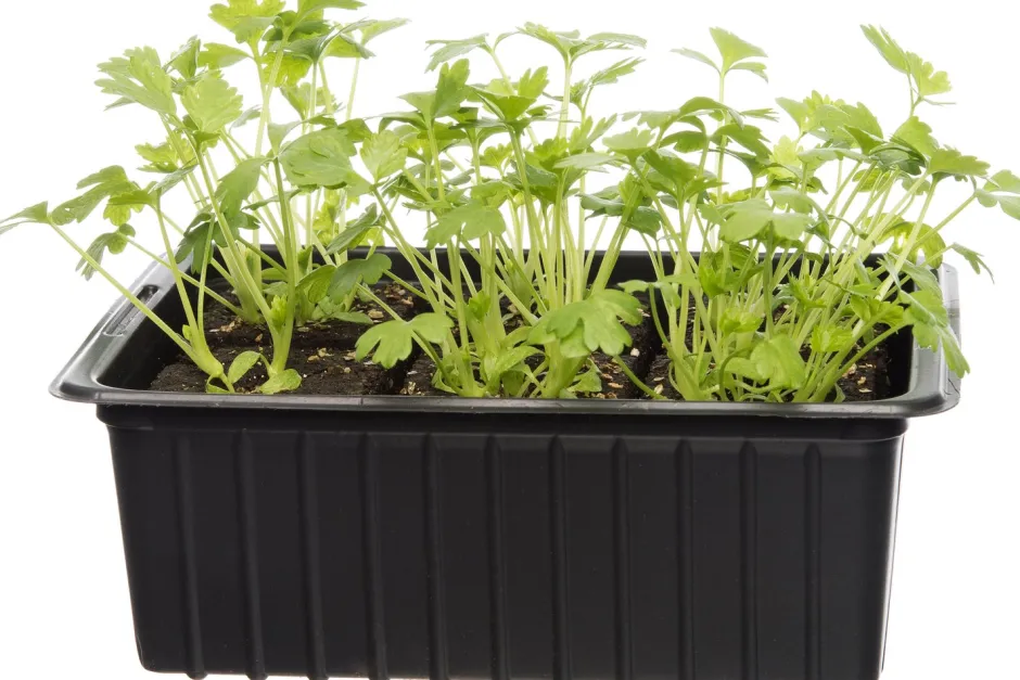 Intratuin Bio Sellerie (Apium graveolens var. Secalinum) D 9 H 5 cm| Obst, Gemüse & Kräuter|Kräuterpflanzen